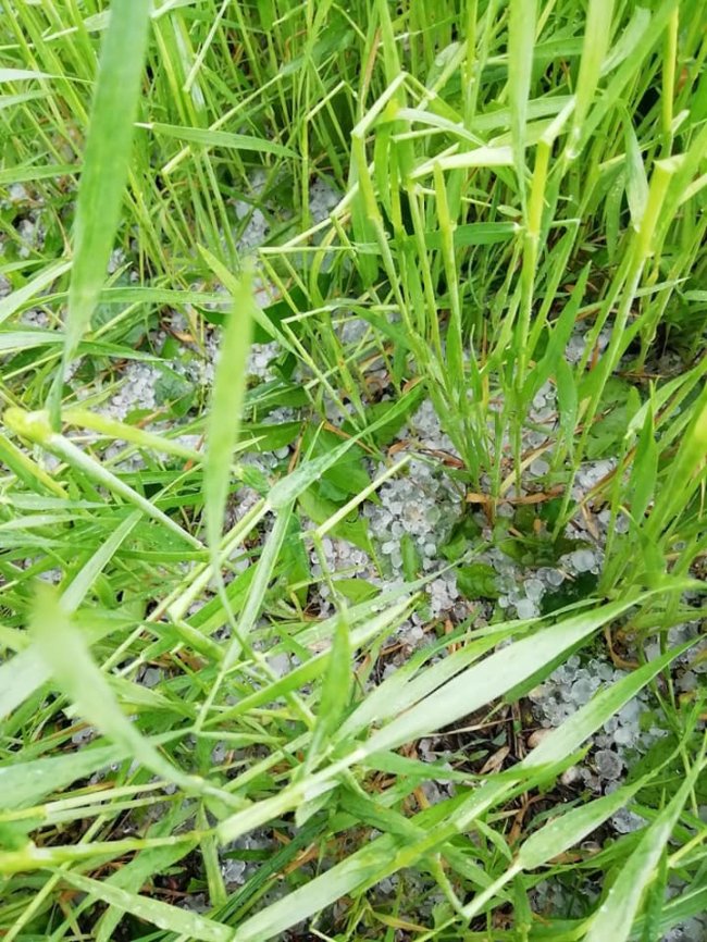 Врожаю не буде: на Ковельщині град побив сотні гектарів поля. ФОТО