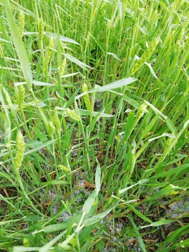 Врожаю не буде: на Ковельщині град побив сотні гектарів поля. ФОТО