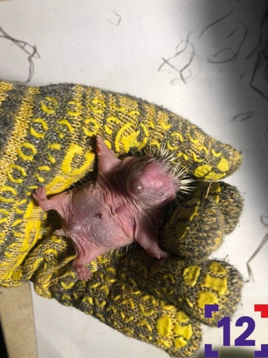 Молоко та масаж животика: луцька сім'я виходжує осиротілих їжаченят. ФОТО