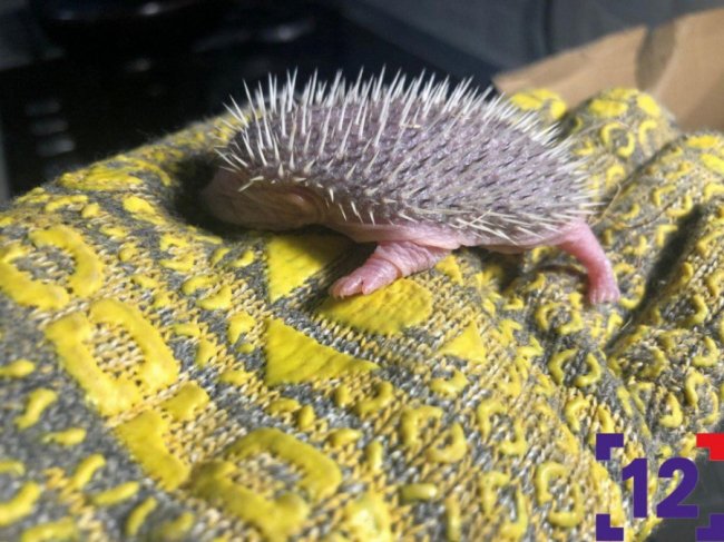 Молоко та масаж животика: луцька сім'я виходжує осиротілих їжаченят. ФОТО