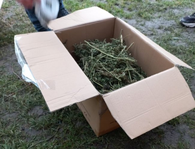 На Волині у чоловіка в гаражі виявили майже кілограм марихуани