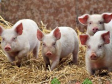 В Україні зафіксували спалах африканської чуми свиней 