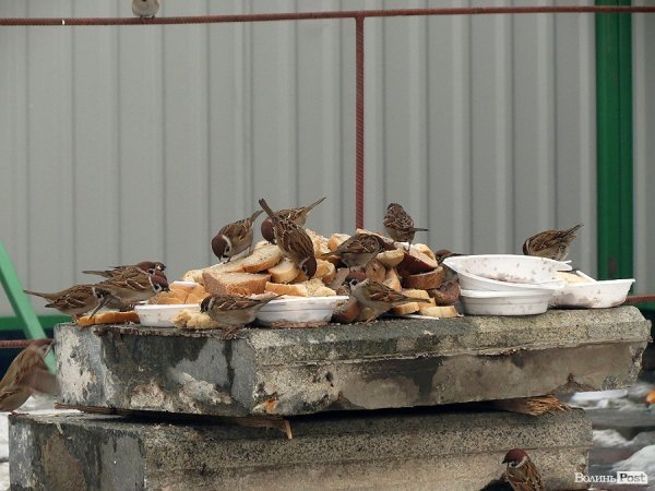 У таборі «ворога». НОТАТКИ ОЧЕВИДЦЯ. ФОТО