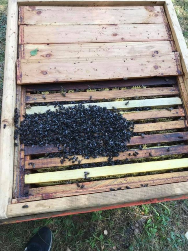 Бджоли загинули: на Волині невідомі облили 27 вуликів дизпаливом. ФОТО