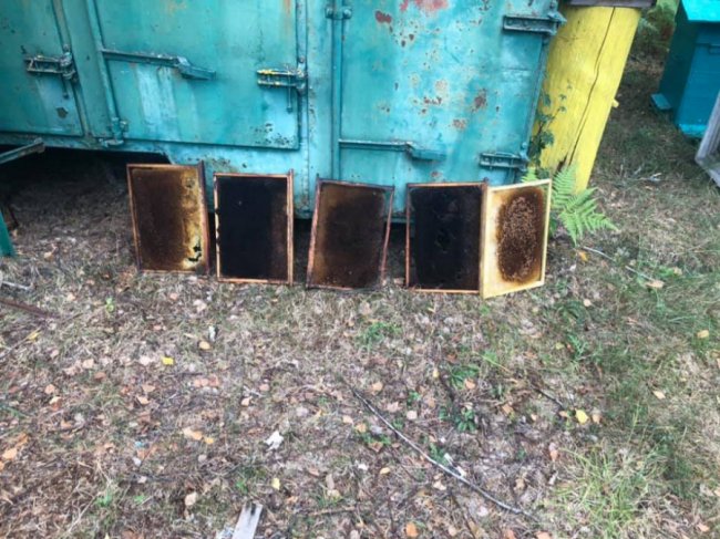 Бджоли загинули: на Волині невідомі облили 27 вуликів дизпаливом. ФОТО