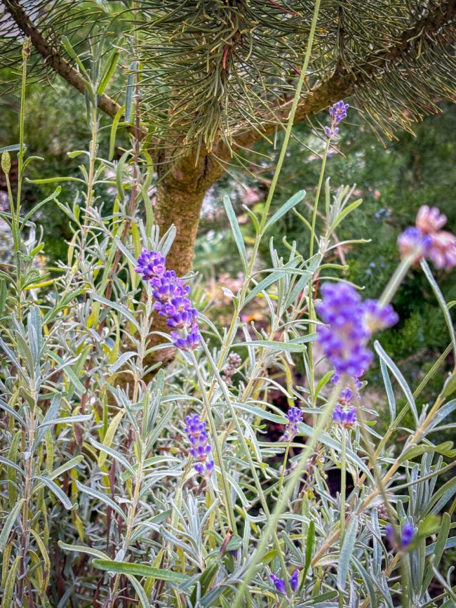 Диво серед зими: біля собору Луцька зацвіла лаванда та троянди