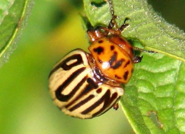 «Путін ‒ ху*ло»: кращі фотожаби
