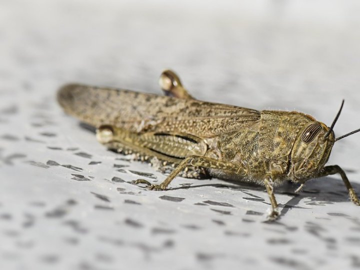 На Волині працює «гаряча лінія» для повідомлень про сарану