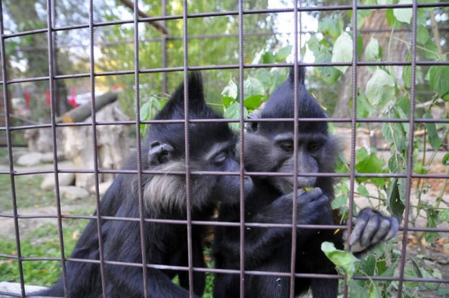У Луцькому зоопарку – поповнення. ФОТО