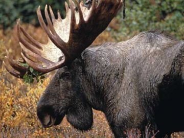 На Волині браконьєри застрелили лося
