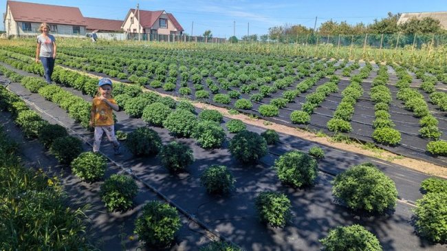 У Луцькому районі родина вирощує 30 сортів винограду та 100 сортів хризантем