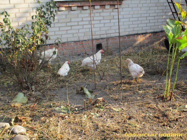 Волинянин вирощує екзотичних птахів. ФОТО