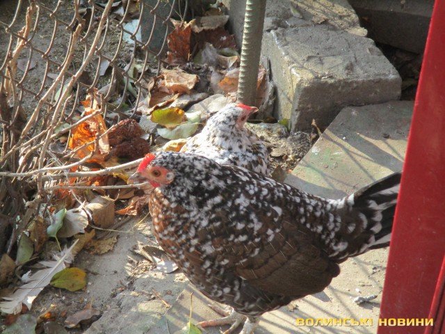 Волинянин вирощує екзотичних птахів. ФОТО
