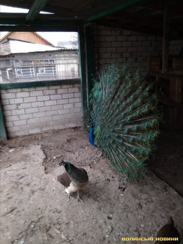 Волинянин вирощує екзотичних птахів. ФОТО