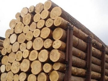 Волинські СБУшники не дозволили вивезти до Євросоюзу контрабандну деревину