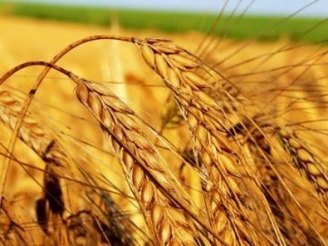 На Волині – рекордний експорт зерна