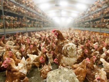 На Київщині під час пожежі на птахофермі згоріло 2 тисячі курей. ВІДЕО