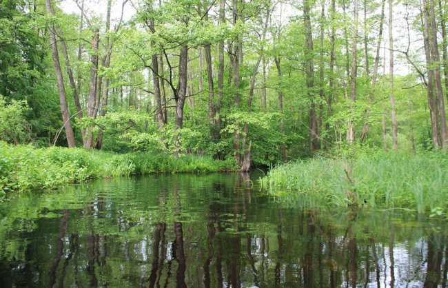 Волинський фотограф показав красу «високої води» річки Стохід. ФОТО
