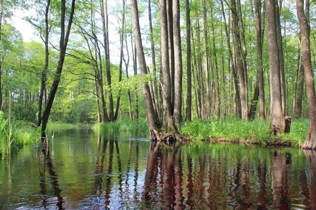 Волинський фотограф показав красу «високої води» річки Стохід. ФОТО