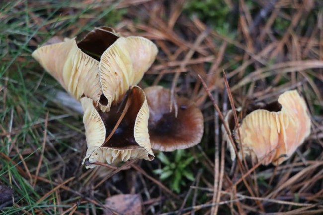 Які гриби ростуть у лісах волинського Полісся в грудні