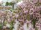«Хай буде весна»: у місті на Волині зацвіла алея сакур. ФОТО