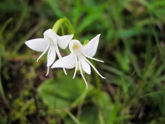  Ангелочки (Habenaria Grandifloriformis)