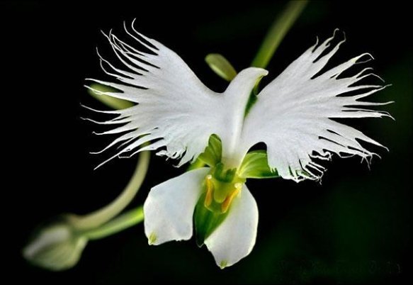 Орхідея Велика біла чапля  Habenaria Radiata) 