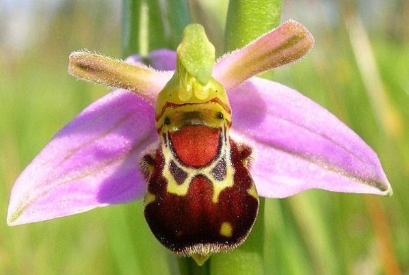 Орхідея Джміль, що сміється (Ophrys bomybliflora ) 