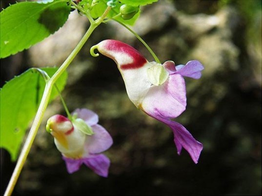 Квітка-папуга  (Impatiens Psittacina )