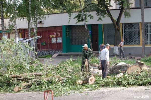Центр Луцька звільняють від дерев. ФОТО