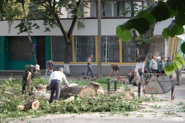 Центр Луцька звільняють від дерев. ФОТО
