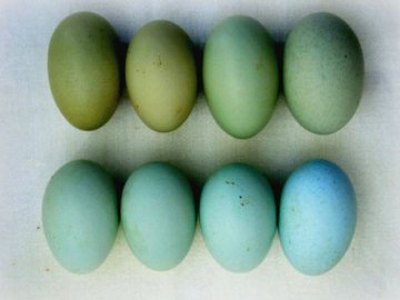 На луцькому ринку продають «чудодійні» зелені яйця
