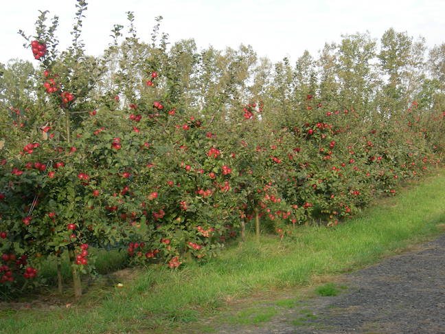 «Абетка» Віктора Шумського