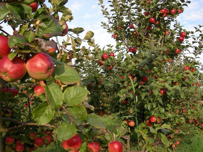 «Абетка» Віктора Шумського