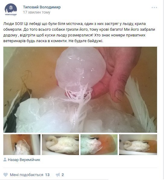 У Володимирі від собак та морозу врятували лебедя