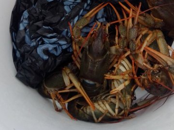 Волинянка отримає штраф за незаконну торгівлю раками. ФОТО