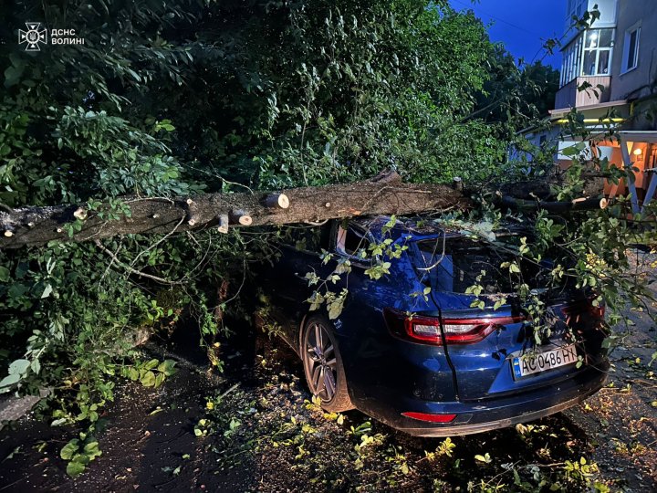 У Луцьку через сильний вітер дерево впало на дві автівки