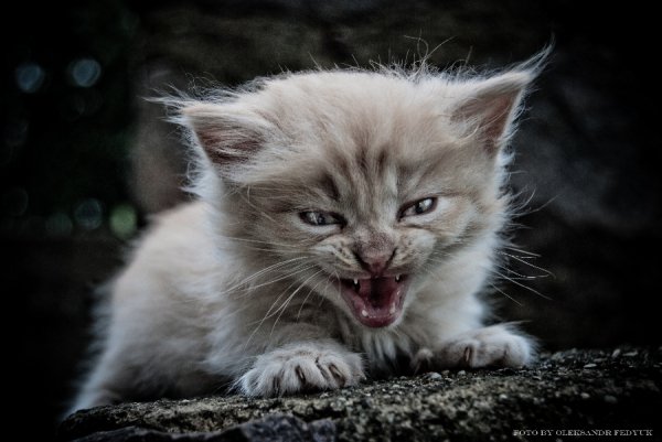 Фотовиставка Олександра Федюка. ФОТО