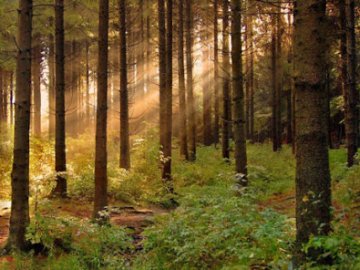 Як волинські громади використовують «лісові» гроші