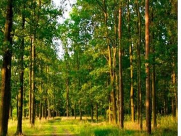 На Волині 32 гектари лісових земель вартістю 95 мільйонів гривень повернули у власність держави