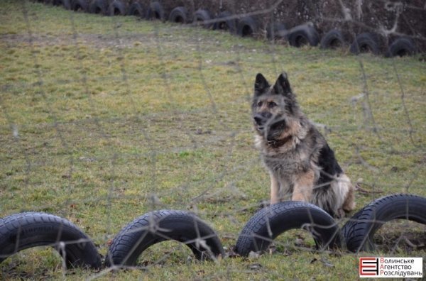 Луцькі гімназисти зібрали кошти для службових собак. ФОТО