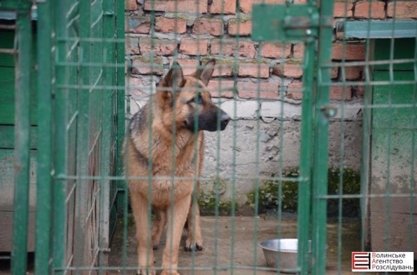 Луцькі гімназисти зібрали кошти для службових собак. ФОТО
