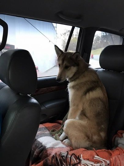 У луцького депутата загубилася собака