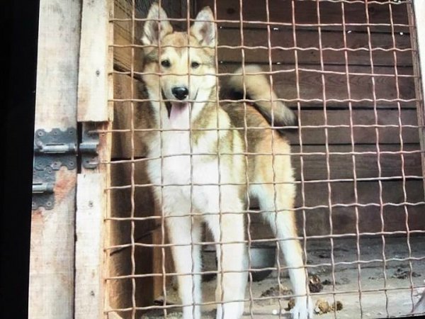 У луцького депутата загубилася собака