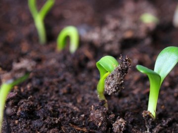 Ґрунти на Волині – найменше в Україні заражені вірусами