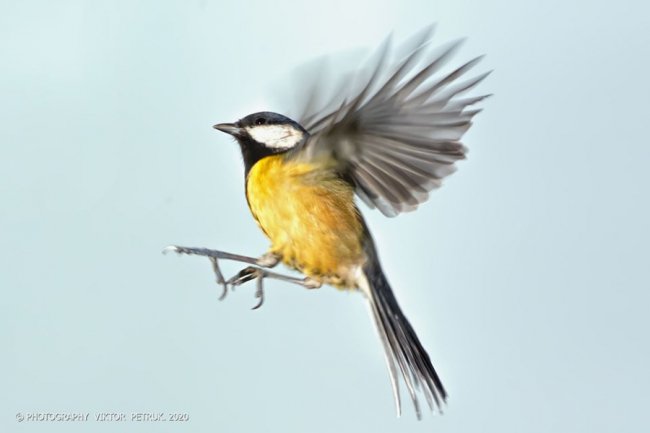 Різдвяні синички в об'єктиві волинського фотографа
