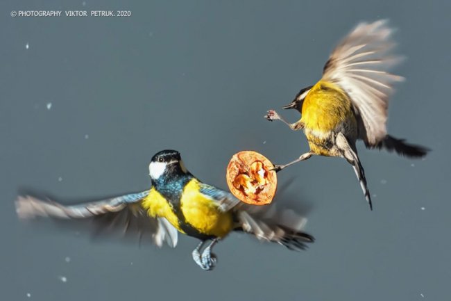 Різдвяні синички в об'єктиві волинського фотографа