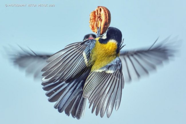 Різдвяні синички в об'єктиві волинського фотографа