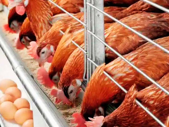 У селі на Волині планують збудувати птахоферму