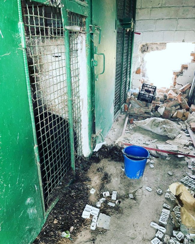 Лікується від контузії: Луцький зоопарк прихистив ведмедя з Донбасу